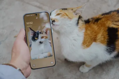 BetCart Casino Application mobile